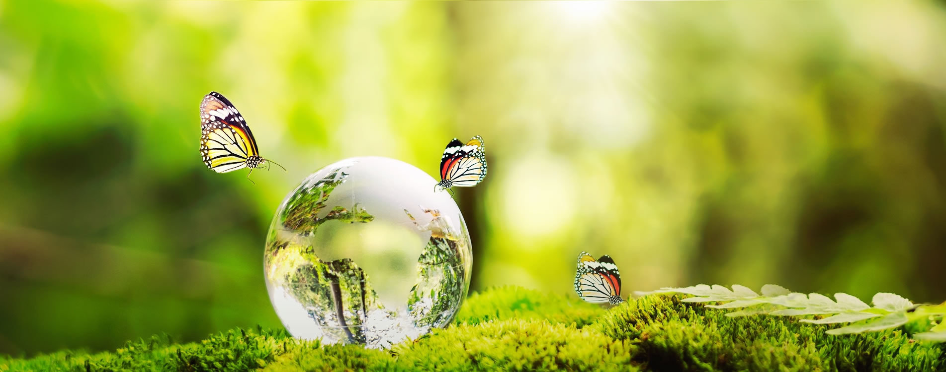 banner.jpg banner.jpg